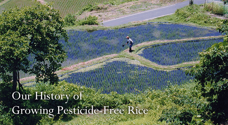 Organic Rice Production